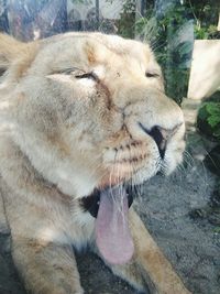 Close-up of cat yawning