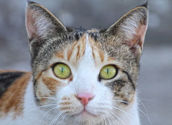 Close-up portrait of a cat