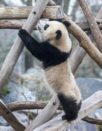 View of a cat sitting on branch