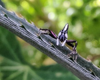 Close-up of insect on plant