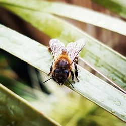 Close-up of bee perching