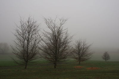 Bare tree on field against sky