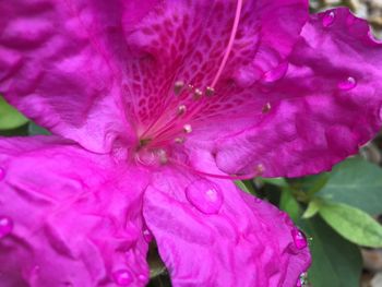 Close-up of pink flower blooming outdoors