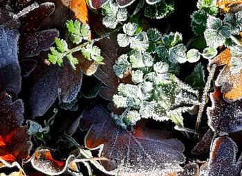 Full frame shot of frozen plant during winter