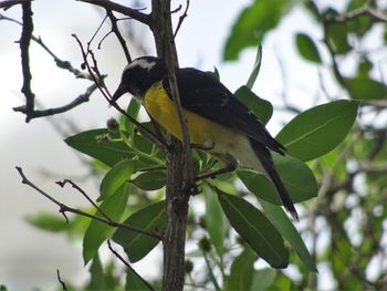 Low angle view of bird perching on tree