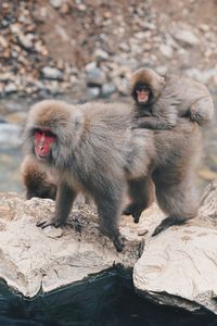 Monkey sitting on rock