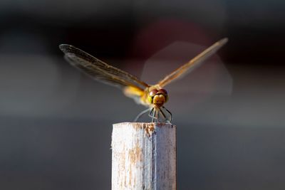 Close-up of dragonfly perching on wooden post