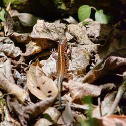 Close-up of lizard on dry leaves