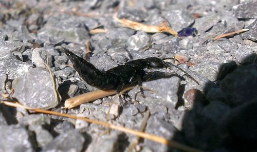 Close-up of insect