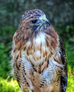 Close-up portrait of red-tailed hawk