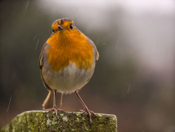 Close-up of bird perching on leaf