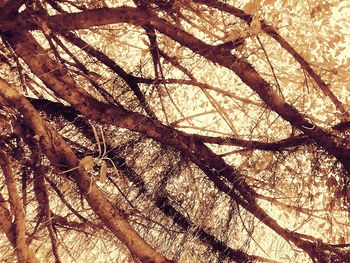 Low angle view of tree against sky