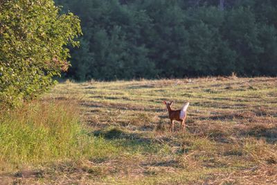 Horse standing in a field