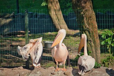 Three pelicans in zoo