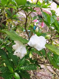 Close-up of white flowers blooming on tree