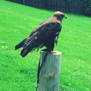 Bird on grassy field