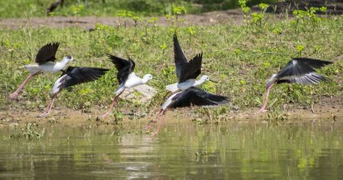 Flock of birds flying over lake