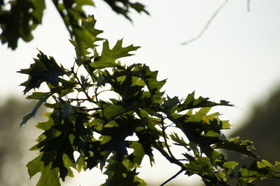 Low angle view of tree against sky