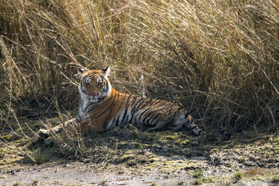 Portrait of tiger on field