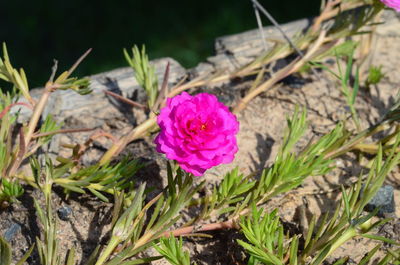 High angle view of pink crocus flowers on field