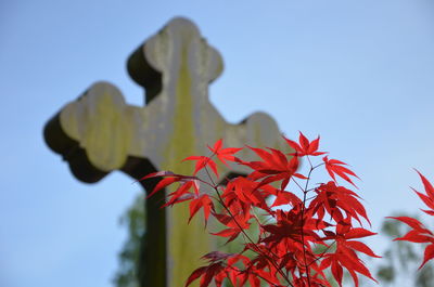 Close-up of red maple plant with tombstone in background