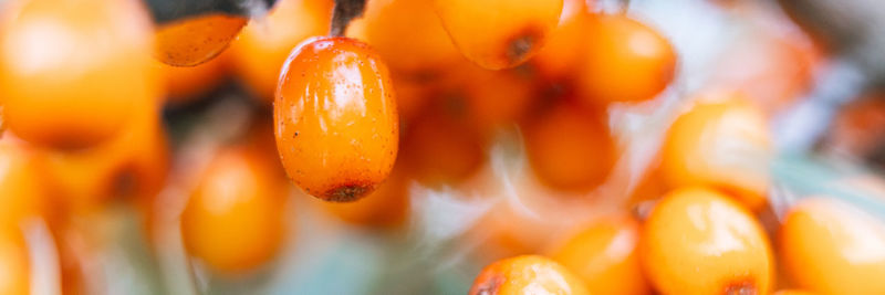 Close-up of orange fruit in market