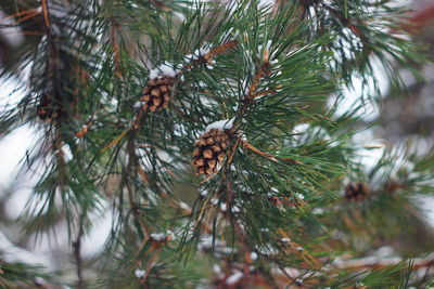 Pine cones on tree