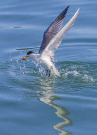 Foraging tern