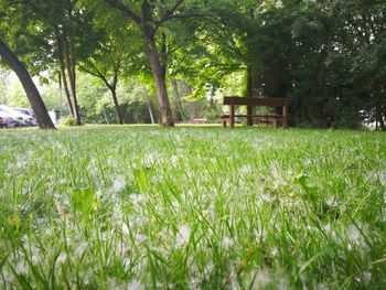 Scenic view of field