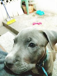 Close-up portrait of dog