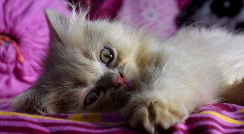 Close-up portrait of kitten relaxing on bed