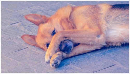 Close-up of dog sleeping