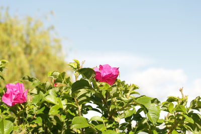 Close-up of pink flowering plant against sky