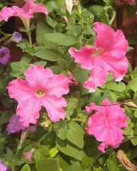 Close-up of pink flowers