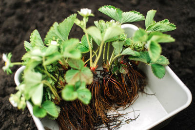 Person prepares strawberries seedling for planting