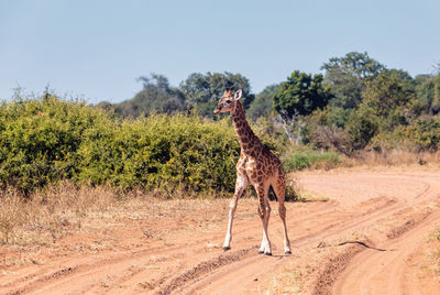 View of a horse on dirt road