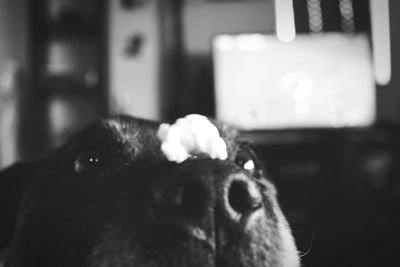 Close-up of female dog balancing popcorn on nose