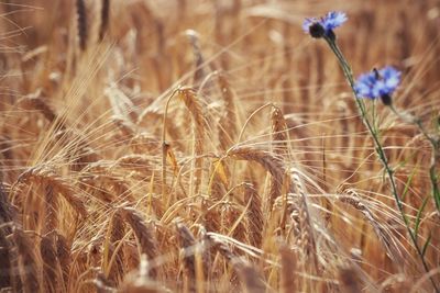 Close-up of wheat growing on field