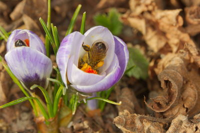 Close-up of purple crocus flowers on field