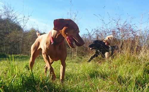 Dogs walking on grassy field