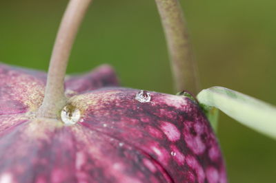 Close-up of wet purple flowering plant