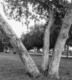 Trees in park against sky