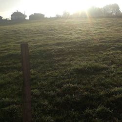 Sun shining through grassy field