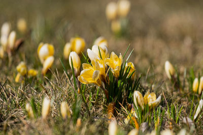 Close-up of yellow crocus flowers