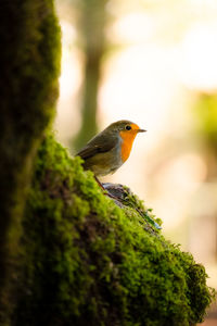Robin perching on a branch covered in moss with soft light in a forest