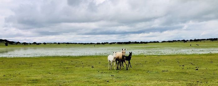 Horse standing in a field