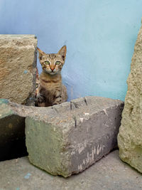 Portrait of cat sitting on rock against wall