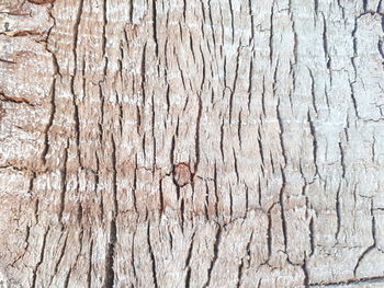 Full frame shot of tree trunk