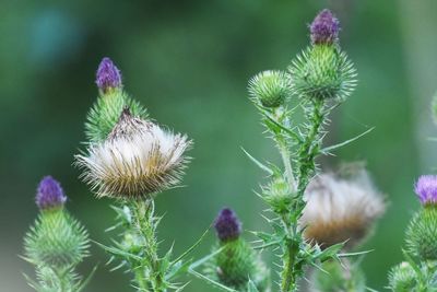 Close-up of thistle flowers