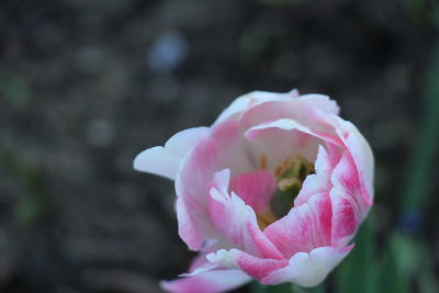 Close-up of pink rose